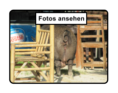 Fotos ansehen