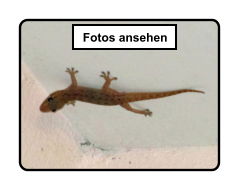 Fotos ansehen